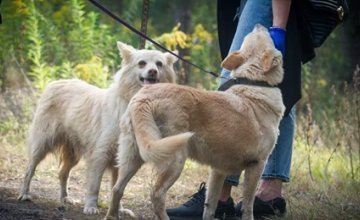 Nowe psiaki adopcyjne