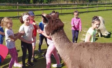 Spotkanie z alpakami